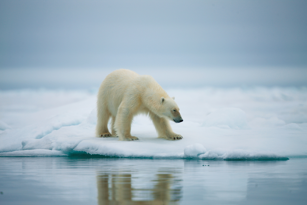 Silversea Cruises - Arctic All Inclusive Silversea Cruises - Arctic All Inclusive